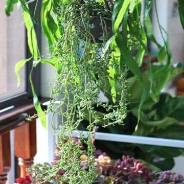 Rare Succulent String of Dolphins - Easy Care House Plant