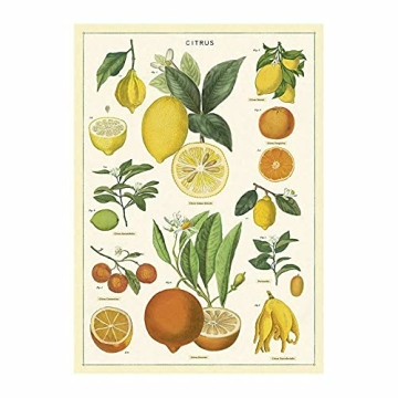 Cavallini Citrus Wrap Poster 20x28 - Vibrant Home Decor