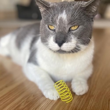 SPOT Ethical Wide Colorful Springs Cat Toy for Hours of Fun