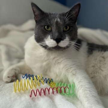 SPOT Ethical Wide Colorful Springs Cat Toy for Hours of Fun
