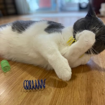 SPOT Ethical Wide Colorful Springs Cat Toy for Hours of Fun