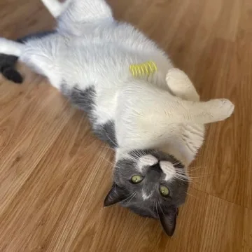 SPOT Ethical Wide Colorful Springs Cat Toy for Hours of Fun