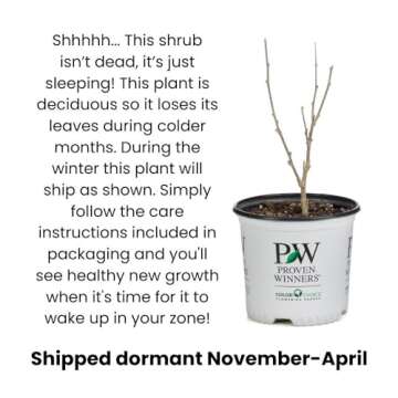 Happy Jack Purple (Clematis) Live Shrub, Purple Flowers, 1 Gallon