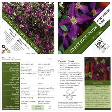 Happy Jack Purple (Clematis) Live Shrub, Purple Flowers, 1 Gallon