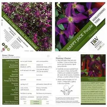 Happy Jack Purple (Clematis) Live Shrub, Purple Flowers, 1 Gallon