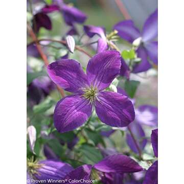 Happy Jack Purple (Clematis) Live Shrub, Purple Flowers, 1 Gallon