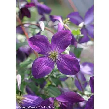 Happy Jack Purple (Clematis) Live Shrub, Purple Flowers, 1 Gallon