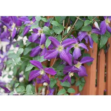 Happy Jack Purple (Clematis) Live Shrub, Purple Flowers, 1 Gallon