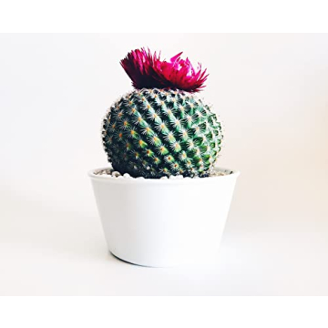 Quality Pumice for Succulents & Cacti | The Bonsai Supply