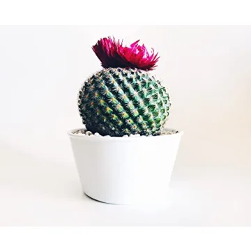 Quality Pumice for Succulents & Cacti | The Bonsai Supply