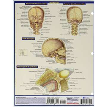 Brain (Quick Study Academic)