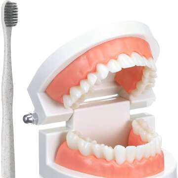 Teeth Model and Toothbrush for Dental Learning