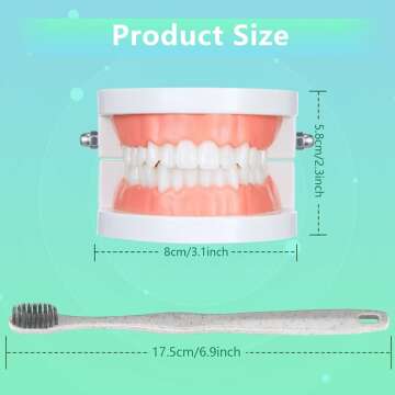 Teeth Model and Toothbrush for Dental Learning