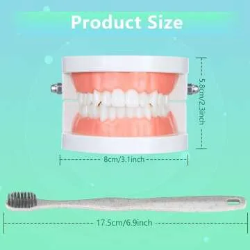 Teeth Model and Toothbrush for Dental Learning