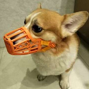 Alfie Pet - Paxton Adjustable Quick Fit Plastic Muzzle - Color: Orange, Size: Small