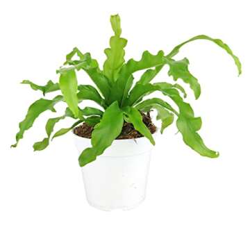 Bird's Nest Fern (4'' Grower Pot) - Air Purifying and Live Healthy Houseplant - Easy to Grow, Easy t...