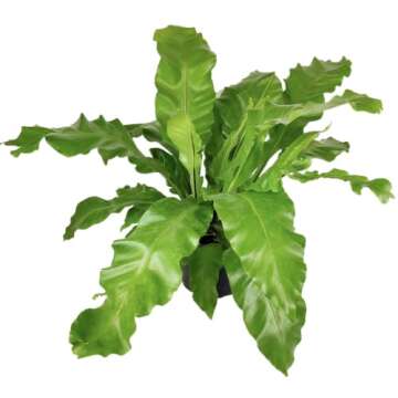 Bird's Nest Fern (4'' Grower Pot) - Air Purifying and Live Healthy Houseplant - Easy to Grow, Easy to Care Indoor Houseplant