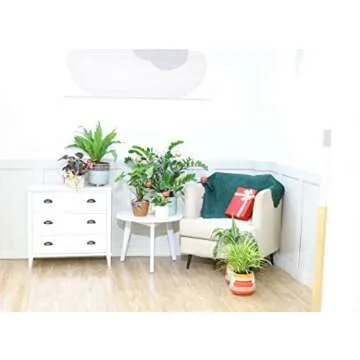 Bird's Nest Fern (4'' Grower Pot) - Air Purifying and Live Healthy Houseplant - Easy to Grow, Easy to Care Indoor Houseplant