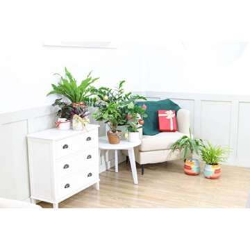 Bird's Nest Fern (4'' Grower Pot) - Air Purifying and Live Healthy Houseplant - Easy to Grow, Easy to Care Indoor Houseplant