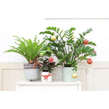 Bird's Nest Fern (4'' Grower Pot) - Air Purifying and Live Healthy Houseplant - Easy to Grow, Easy to Care Indoor Houseplant