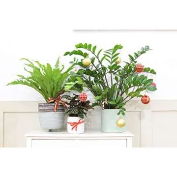Bird's Nest Fern (4'' Grower Pot) - Air Purifying and Live Healthy Houseplant - Easy to Grow, Easy to Care Indoor Houseplant