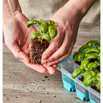 Burpee SuperSeed Seed Starting Tray for Indoor Gardening