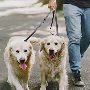 Hands Free Leather Dog Leash 8ft，Durable Genuine Leather Multi Function Dog Leashes，Strong Leather Leash for Small Medium Large Breed Dogs