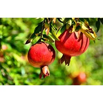 OFLORALE Pomegranate Molasses - Pure Natural Flavor Syrup