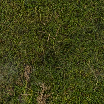 SuperMoss Preserved Moss 8oz - Natural Green Decor Enhancement