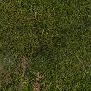 SuperMoss Preserved Moss 8oz - Natural Green Decor Enhancement