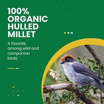 Bird Street Bistro Organic Hulled Millet Bird Seed - Bird Food - Millet for Birds and Canary, Finche...