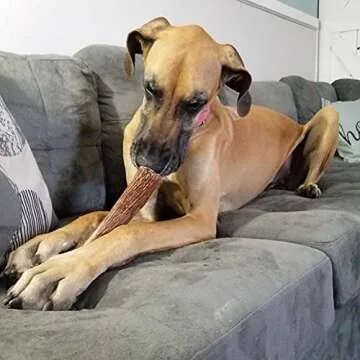 Elkhorn Premium Chews for Large Dogs - Tough Antler Chew