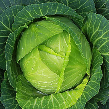 Cabbage Seeds for Planting – Non-GMO Heirloom Vegetable Seeds – Full Instruction Packets to Plan...
