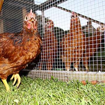 48 x 100 Hardware Cloth 1/4 Inch 23 Gauge Galvanized After Welding Fence Mesh Roll Garden Plant Supports Poultry Netting Square Chicken Wire Snake Fencing Gopher Racoons Rabbit Pen Gutter (48"x100')