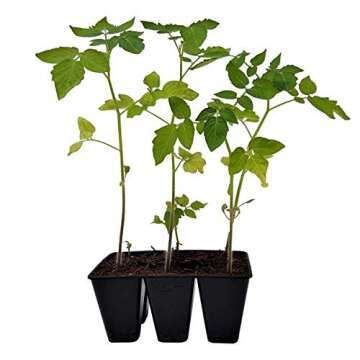 Bootstrap Farmer 6 Cell Seedling Starter Trays for Germination