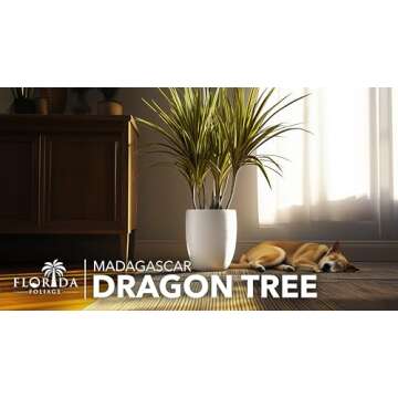 Madagascar Dragon Tree | Extra Large 3 Gallon Tree | Large Beautiful Florist Quality House Plant | A...