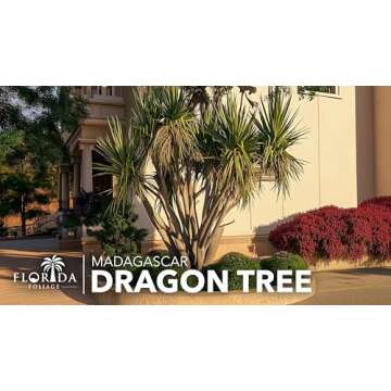 Madagascar Dragon Tree | Extra Large 3 Gallon Tree | Large Beautiful Florist Quality House Plant | Air Purifying Exotic Indoor Plant | Perfect for Home and Office Decor