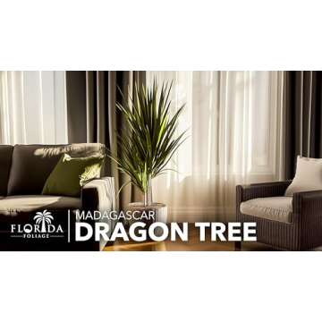 Madagascar Dragon Tree | Extra Large 3 Gallon Tree | Large Beautiful Florist Quality House Plant | Air Purifying Exotic Indoor Plant | Perfect for Home and Office Decor
