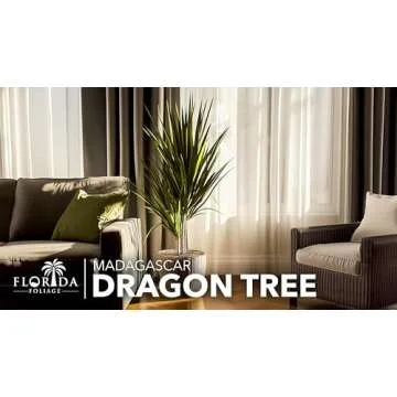 Madagascar Dragon Tree | Extra Large 3 Gallon Tree | Large Beautiful Florist Quality House Plant | Air Purifying Exotic Indoor Plant | Perfect for Home and Office Decor