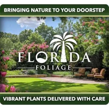 Madagascar Dragon Tree | Extra Large 3 Gallon Tree | Large Beautiful Florist Quality House Plant | Air Purifying Exotic Indoor Plant | Perfect for Home and Office Decor