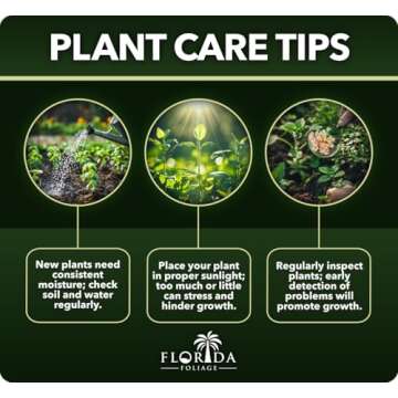 Madagascar Dragon Tree | Extra Large 3 Gallon Tree | Large Beautiful Florist Quality House Plant | Air Purifying Exotic Indoor Plant | Perfect for Home and Office Decor