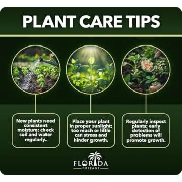 Madagascar Dragon Tree | Extra Large 3 Gallon Tree | Large Beautiful Florist Quality House Plant | Air Purifying Exotic Indoor Plant | Perfect for Home and Office Decor