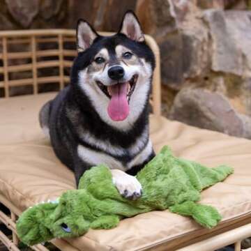 Best Pet Supplies 2-in-1 Stuffless Squeaky Dog Toys with Soft, Durable Fabric for Small, Medium, and Large Pets, No Stuffing for Indoor Play, Holds a Plastic Bottle - Alligator, Large