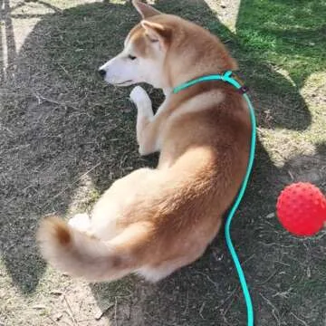 MayPaw Slip Lead Control Leash for Dogs No Pull 7FT