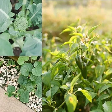 Organic Vegetable Seeds - Non-GMO 10-Pack for Planting