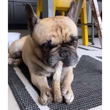 Nylabone Power Chew Antler Alternative Nylon Chew Toy for Dogs, Dog Toys for Aggressive Chewers, Ven...