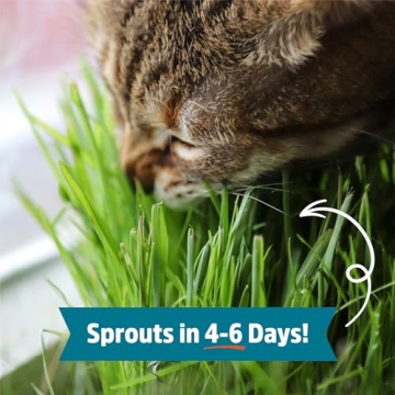 Organic Wheatgrass Seeds - 2lb Non-GMO for Health & Cats