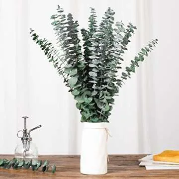 10 Pcs Natural Dried Eucalyptus Stems for Decor