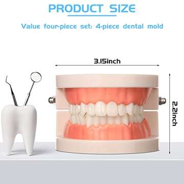 Nuanchu 4 Pcs Dental Teeth Model Standard Teeth Models Plastic Mouth Model Bulk Teaching Study Suppl...