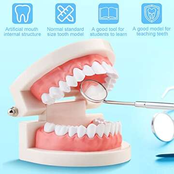 Nuanchu 4 Pcs Dental Teeth Model Standard Teeth Models Plastic Mouth Model Bulk Teaching Study Supplies for Teaching Dentist Dental Clean Display, 3.15 x 2.2 in